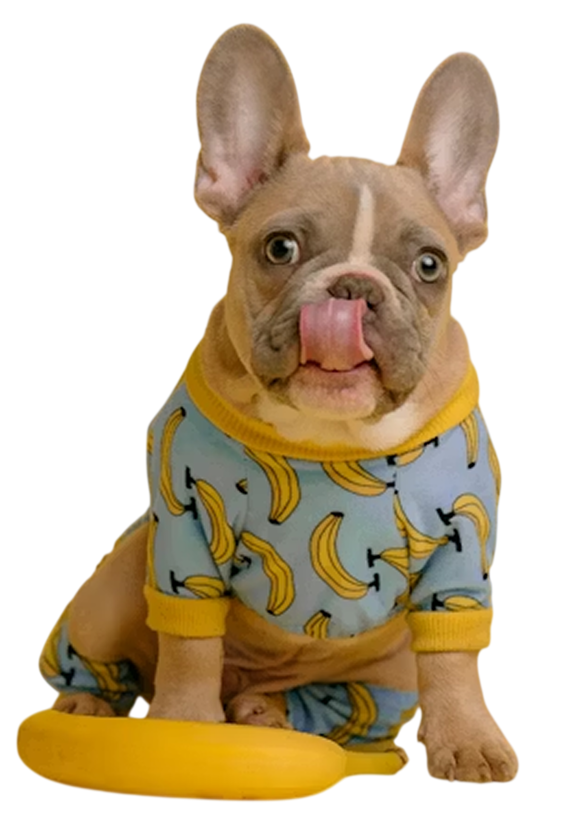 Happy dog representing FUDDLR pet nutrition and brand partnership application