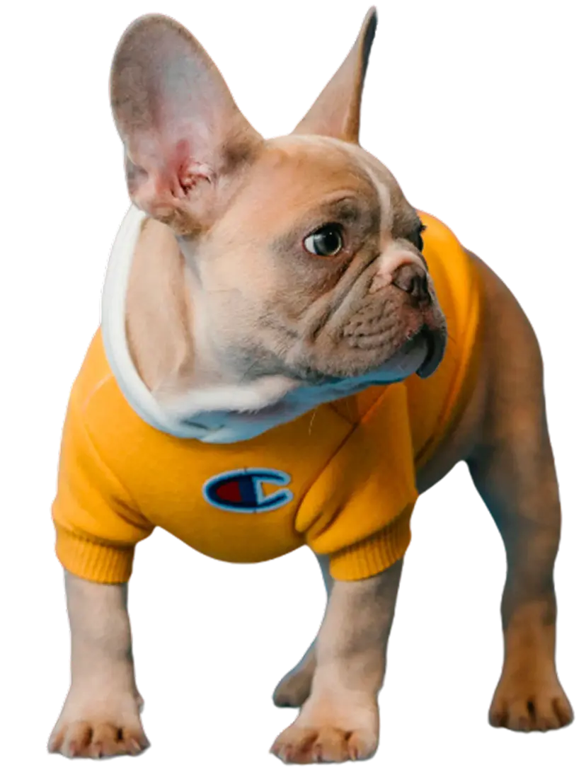 About FUDDLR - Premium Pet Supplies Distributor Happy dog representing premium pet nutrition and care from FUDDLR